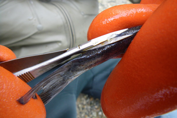 Marking the eulachon for the recapture  survey by clipping the adipose fin
