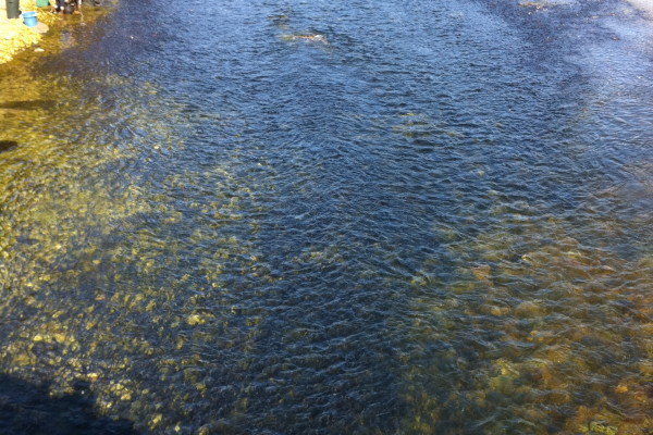 Dark masses of eulachon swim upstream