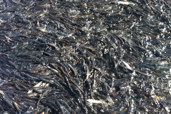 A mass of eulachon heads upstream to spawn