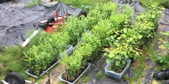 Juneau Native Plant Nursery Supports Local Restoration Projects