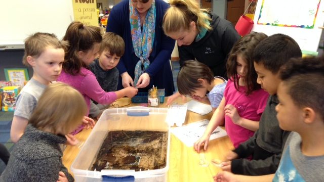 Skagway Students Learn Salmon Life Cycle Hands-On Through Salmon In The Classroom