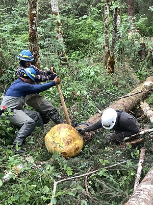 3 staff members work to position a log into a large, yellow cone to be dragged into the stream.